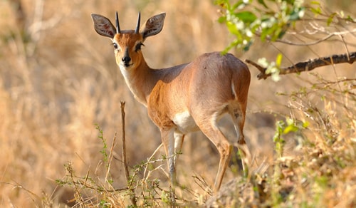 Kruger National Park